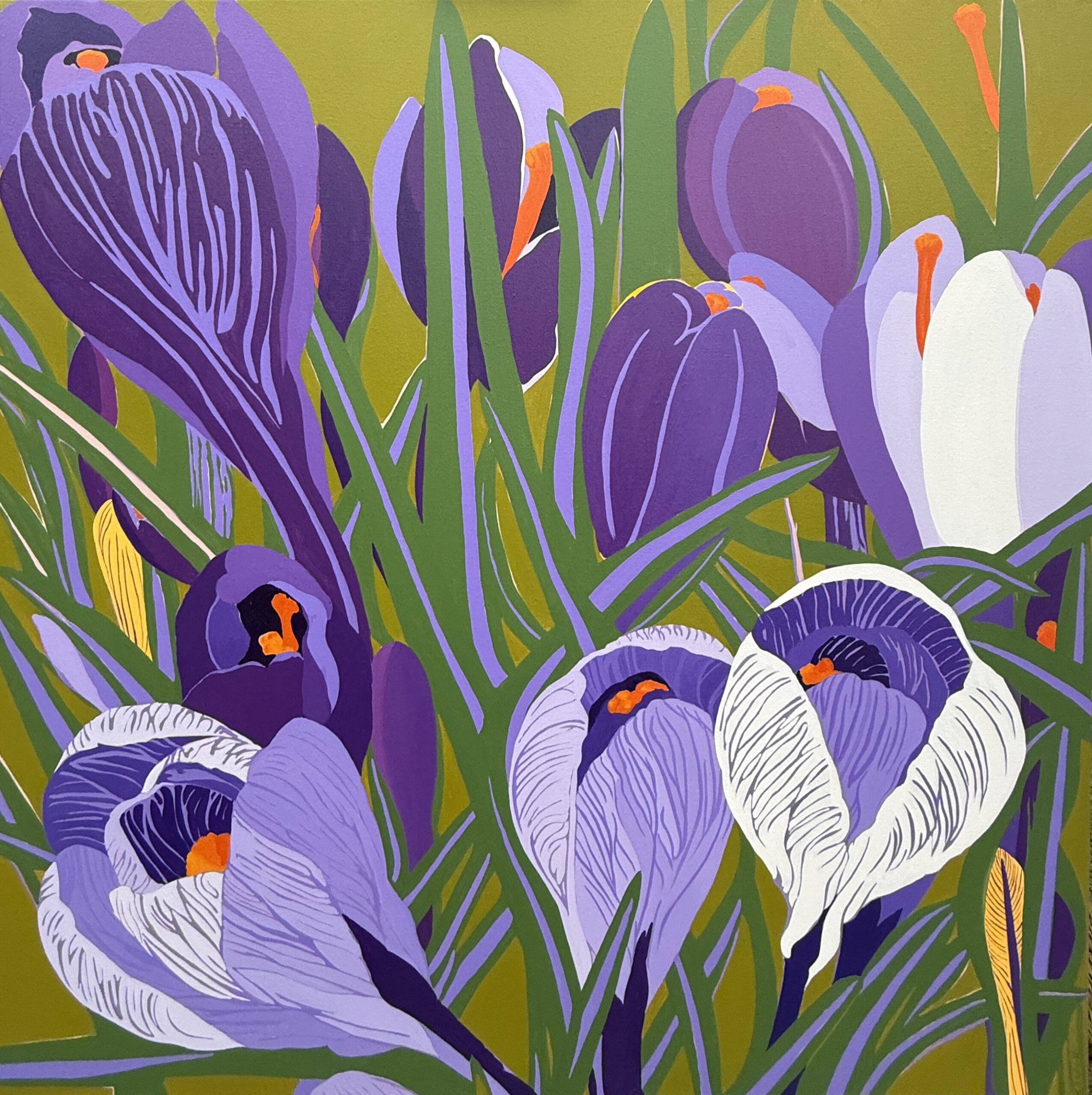 Striped Crocuses